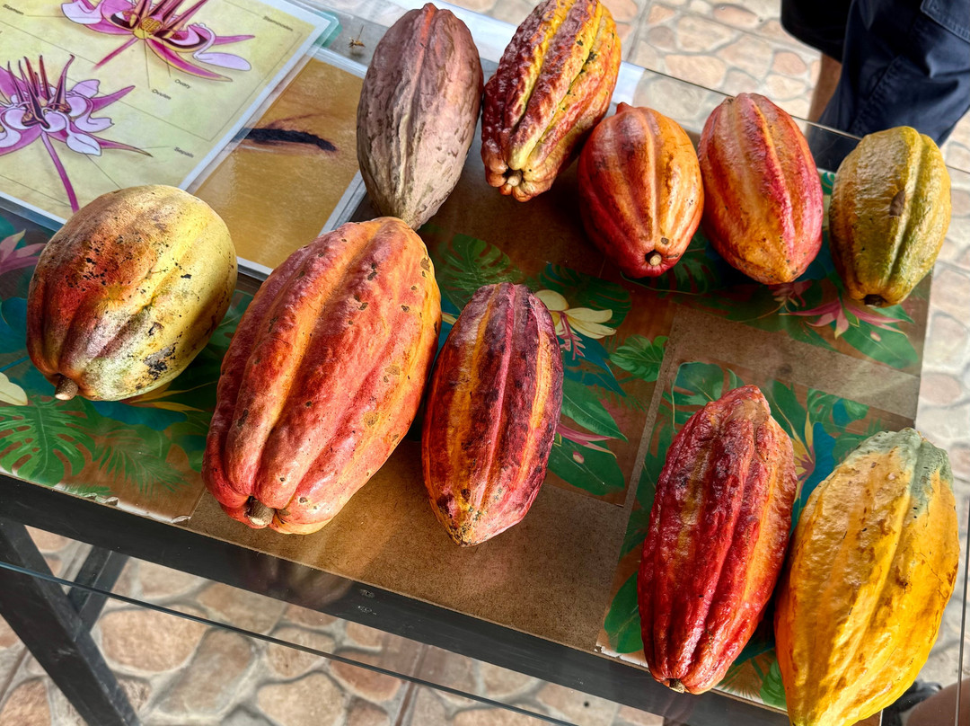 Costa Rica Best Chocolate-Chilamate必去景点