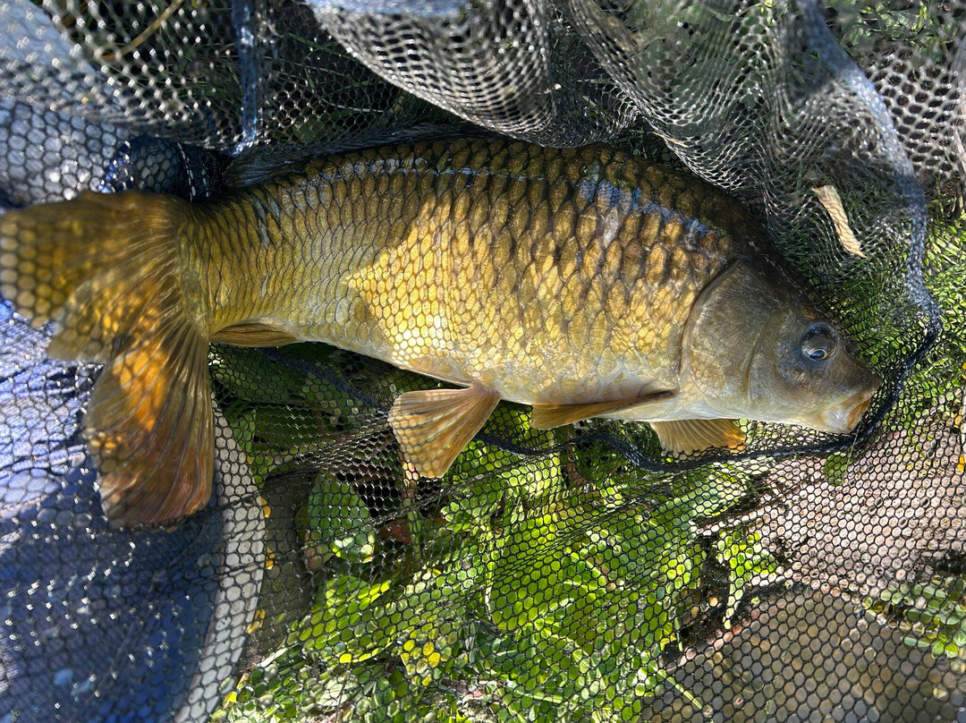 Woodlands Fishery, and Touring Park-Spilsby必去景点
