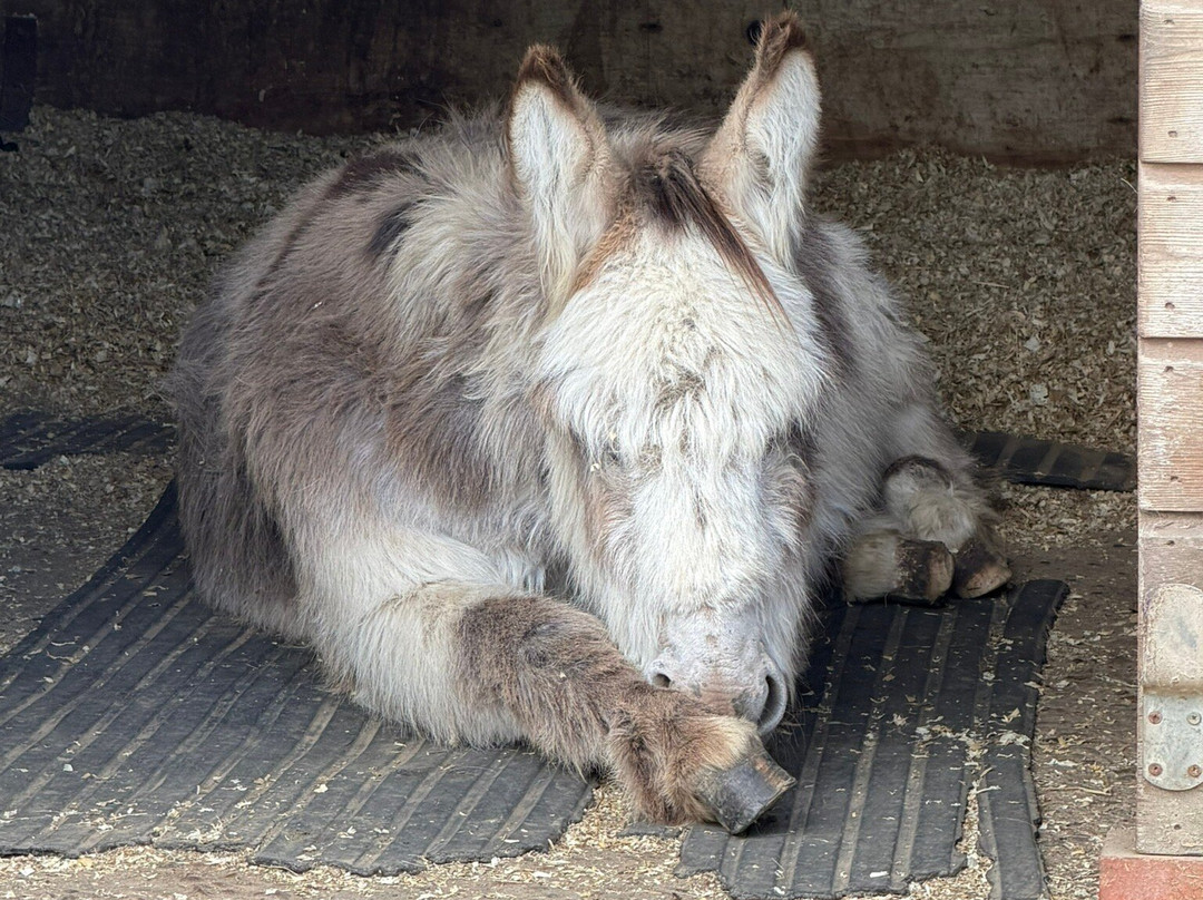 Hopefield Animal Sanctuary & Visitor Centre-布伦特伍德必去景点