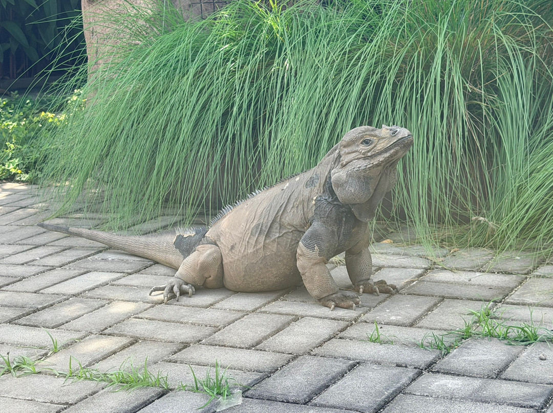 Hidden Mini Zoo Bali-Guwang必去景点
