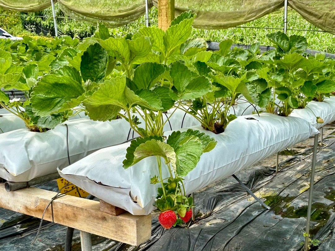 Healthy Strawberry Farm-丹那拉塔必去景点