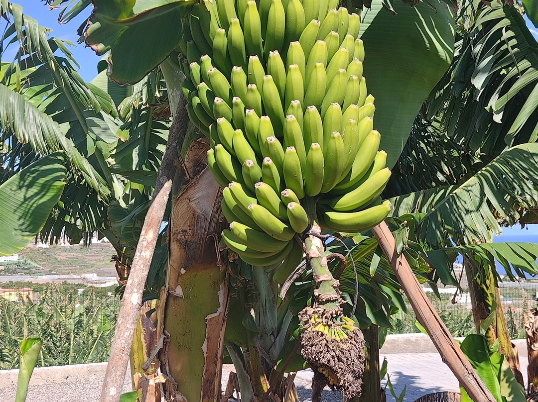 大加那利天堂酒店 - 全包式主图