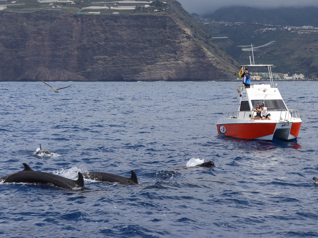 Excursión costera con búsqueda de cetáceos isla de La Palma