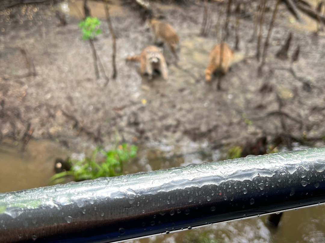 Cajun Pride Swamp Tours-LaPlace必去景点