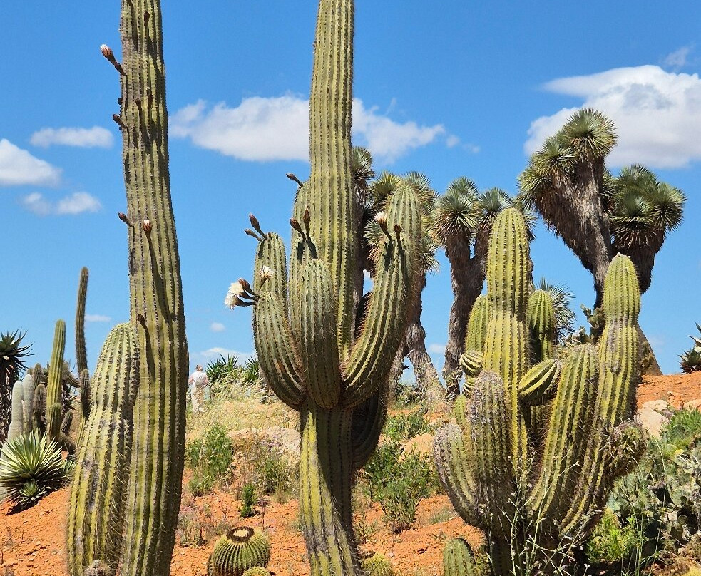 Botanicactus-Ses Salines必去景点