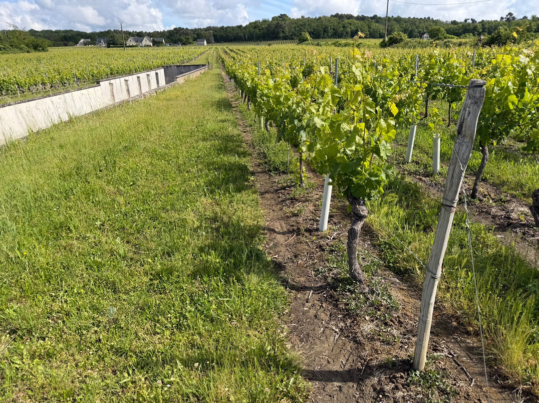 Domaine De La Chopinière Du Roy-Saint Nicolas de Bourgueil必去景点