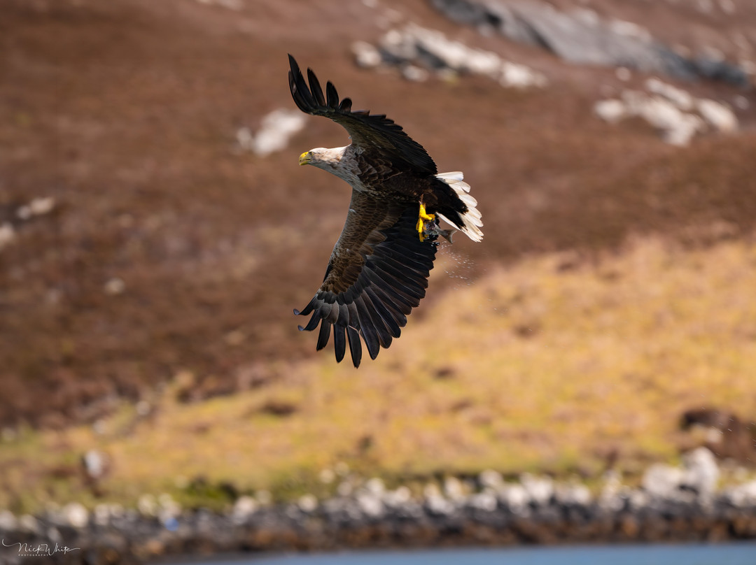Lady Anne Wildlife Cruises-Grimsay必去景点