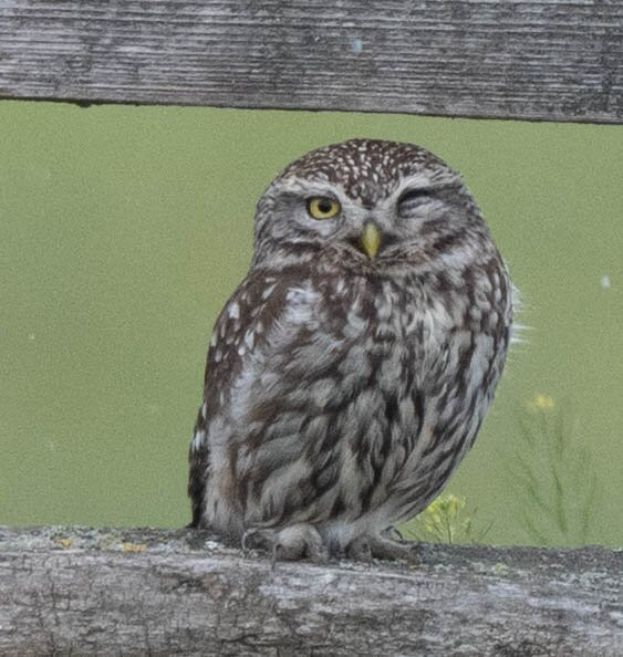 Hungarianbirdwatching.com Day Tours-布达佩斯必去景点