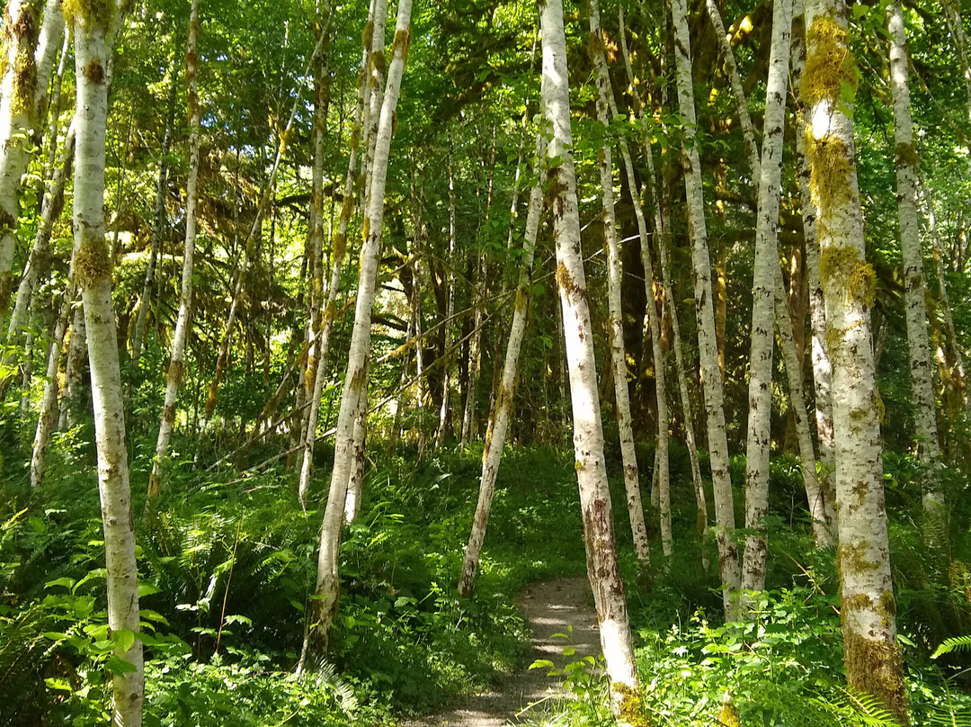 Maple Glade Rain Forest Trail-Amanda Park必去景点