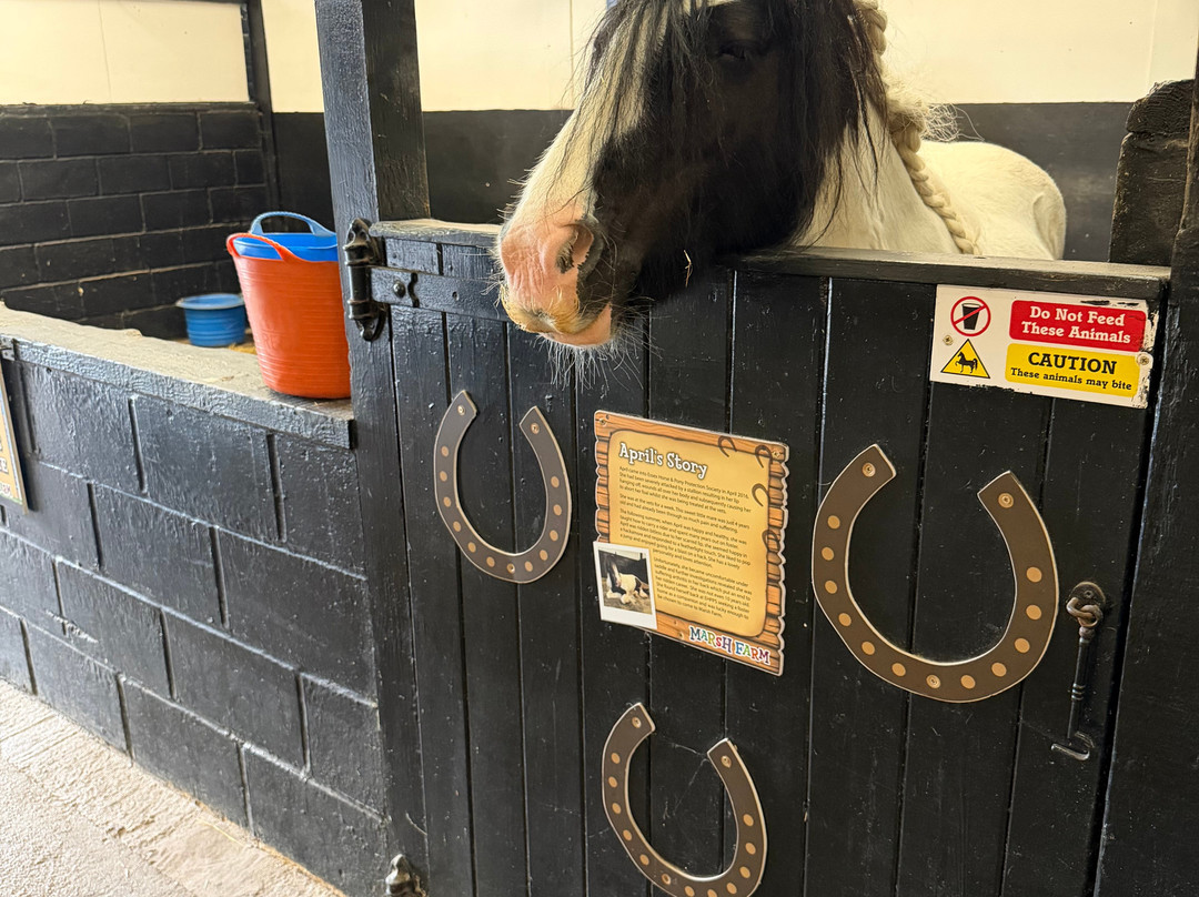 Marsh Farm Animal Adventure Park-Woodham Ferrers必去景点