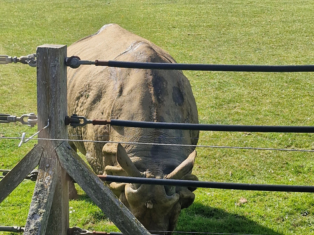 Whipsnade Zoo-邓斯特布尔必去景点
