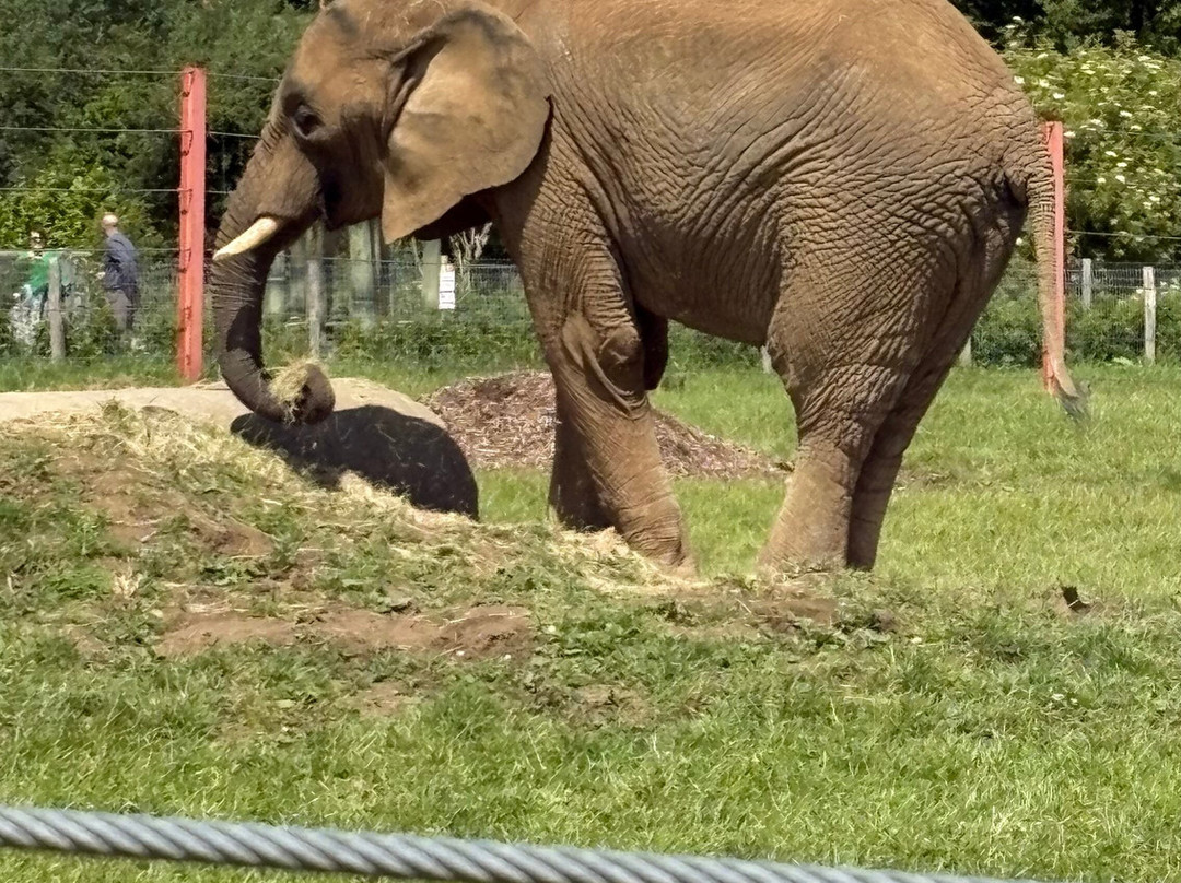 Noah's Ark Zoo Farm-Wraxall必去景点