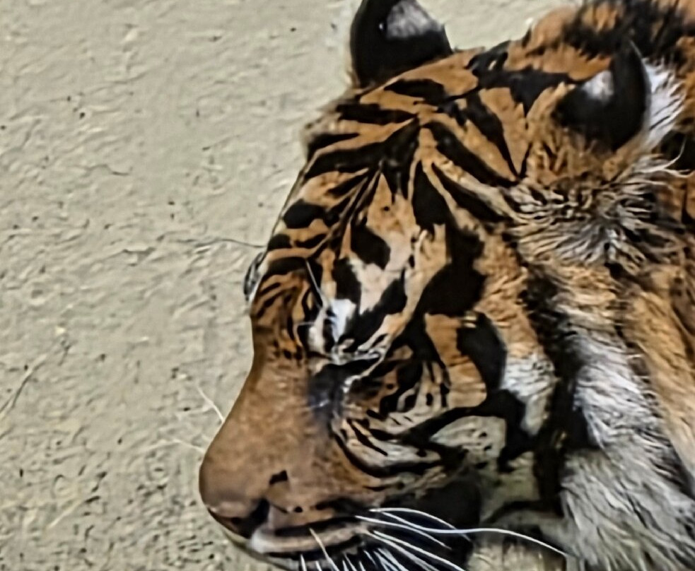 Dudley Zoo and Castle-Dudley必去景点