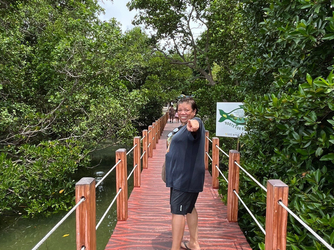 Mangrove Nursery-长滩岛必去景点
