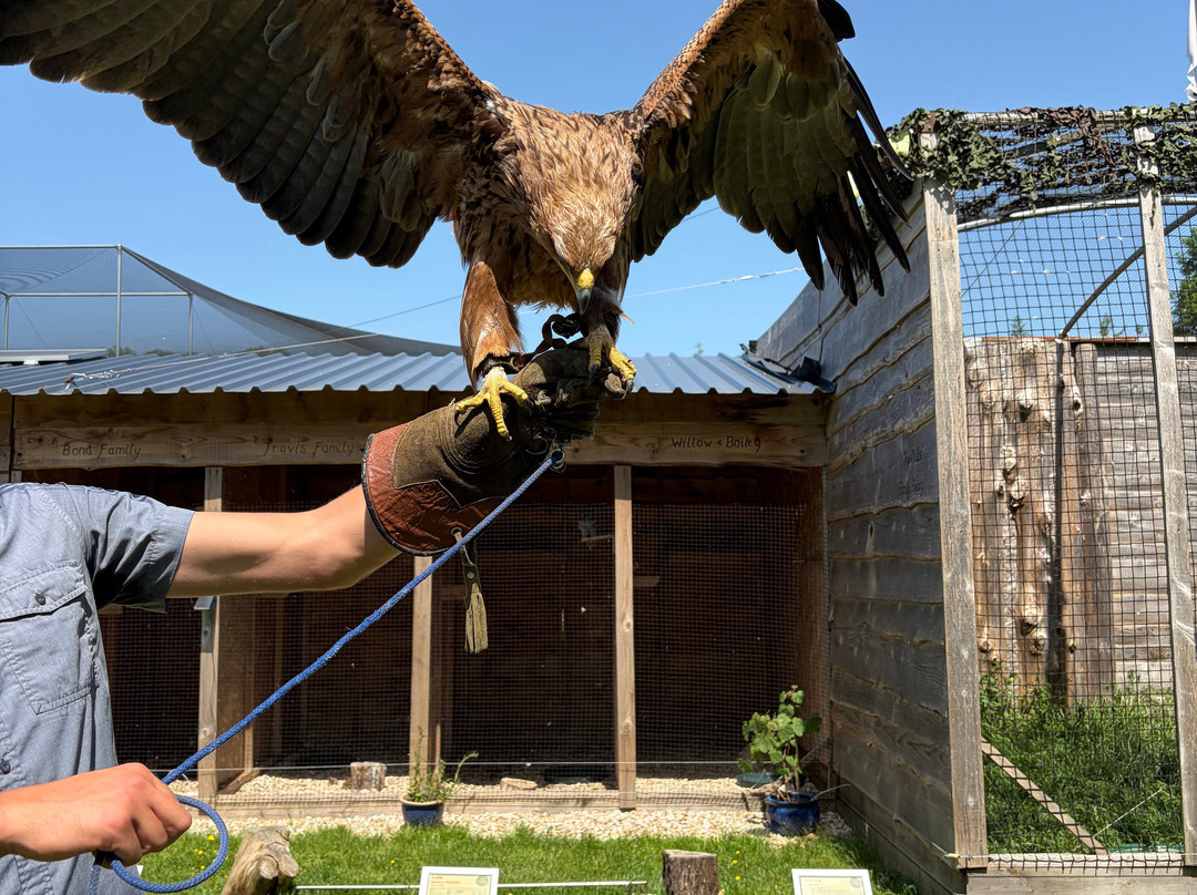 Pitcombe Rock Falconry-Bruton必去景点