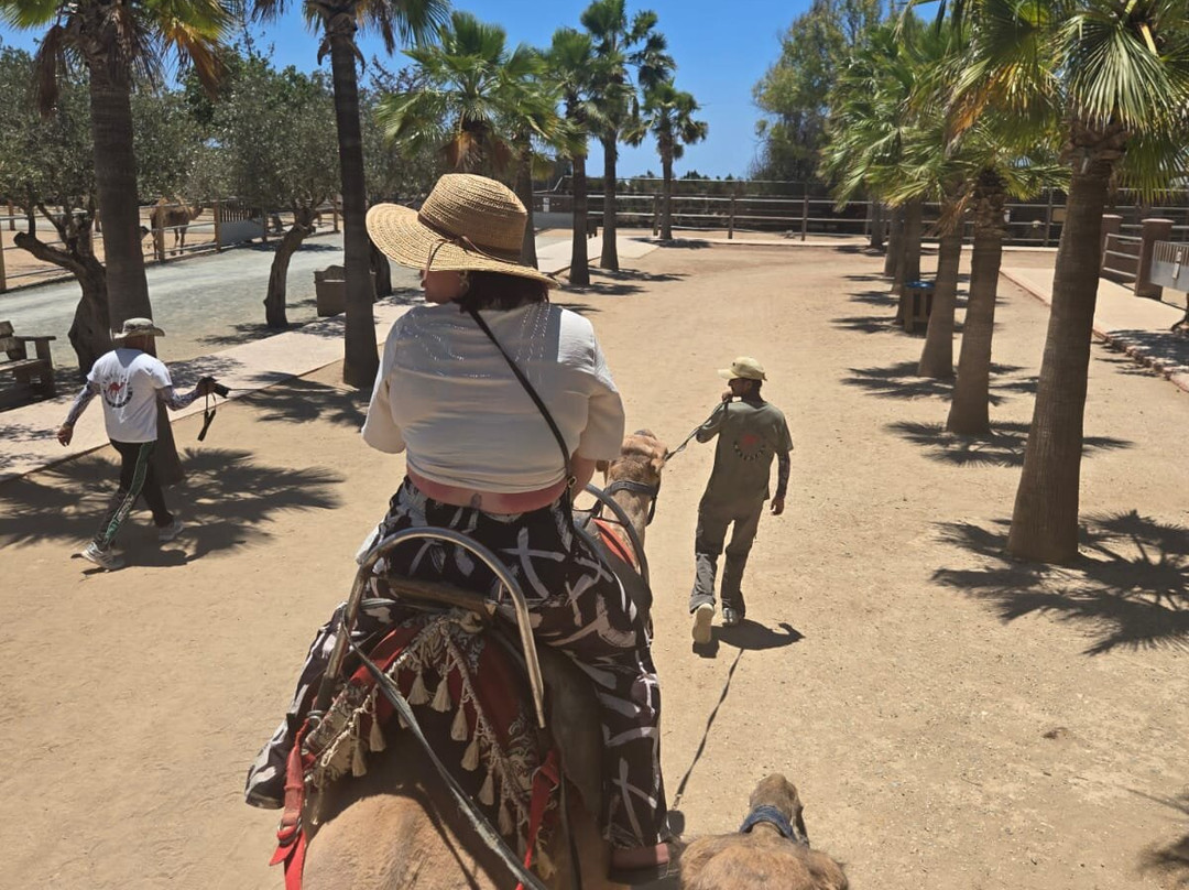 Camel Park-玛佐托斯必去景点