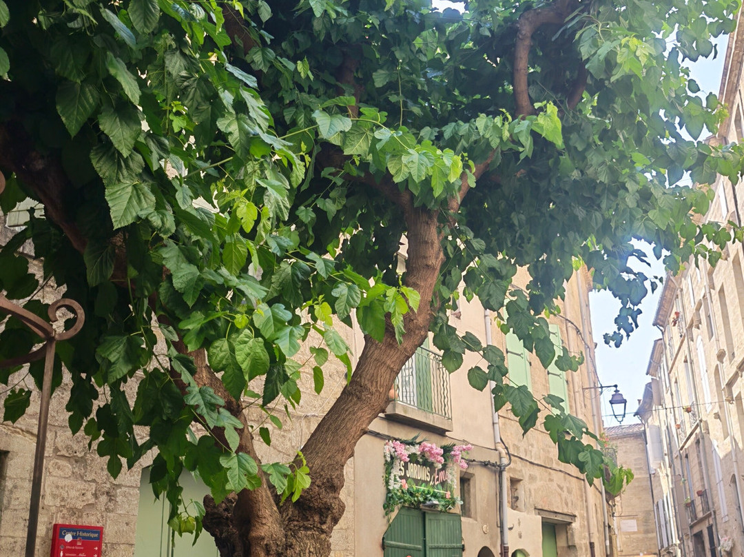 Marché De Pézenas-佩兹纳斯必去景点
