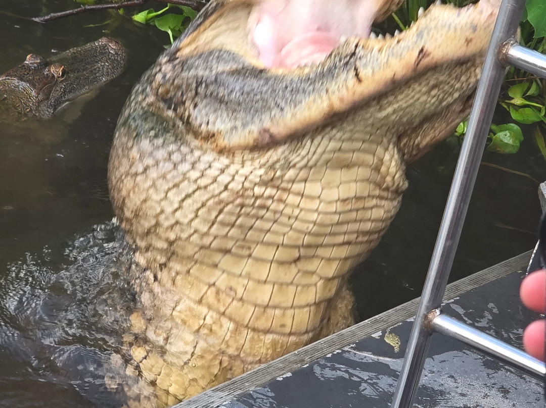 Ragin Cajun Airboat Tours-新奥尔良必去景点