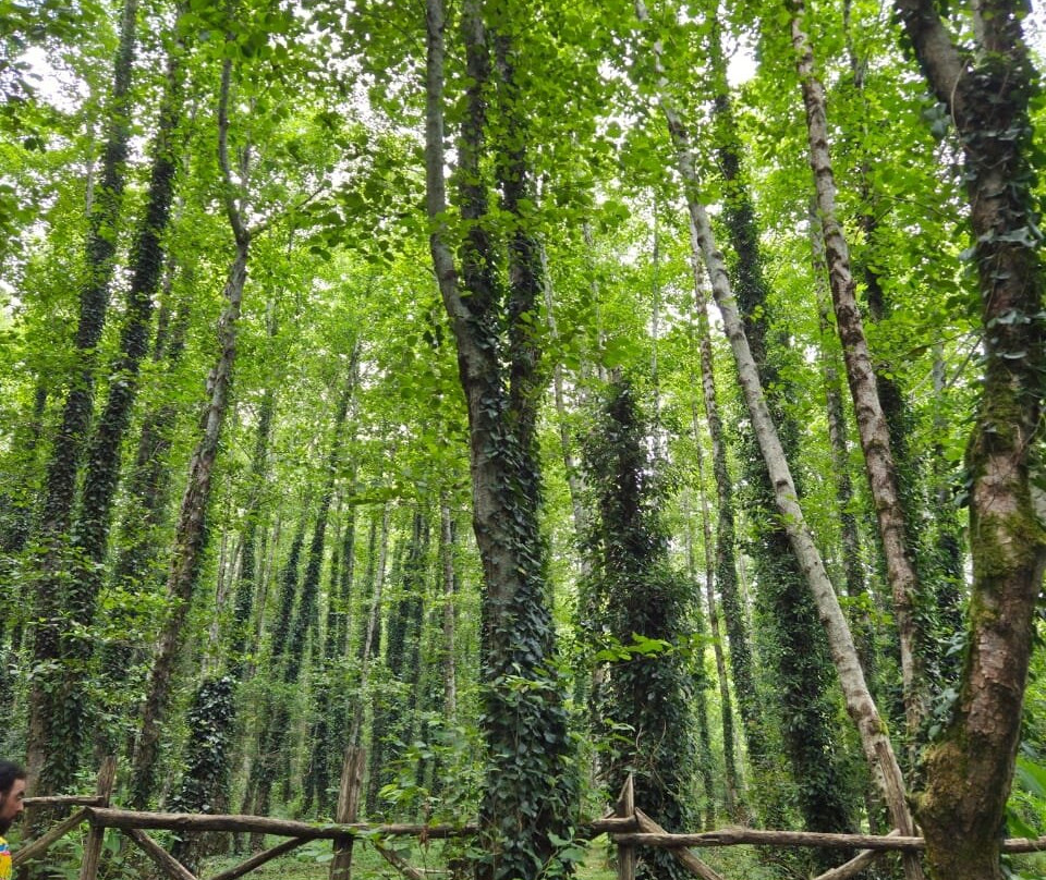 Green Island Poti-Poti必去景点