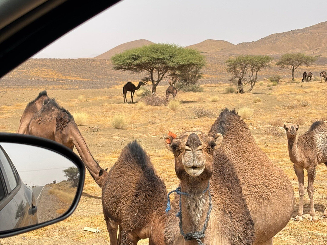 Morocco Guided Travel-非斯必去景点