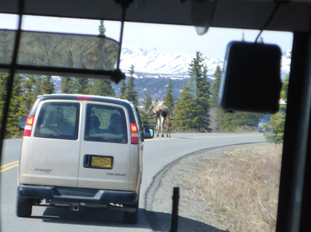 Tundra Wilderness Tour-Denali Park必去景点