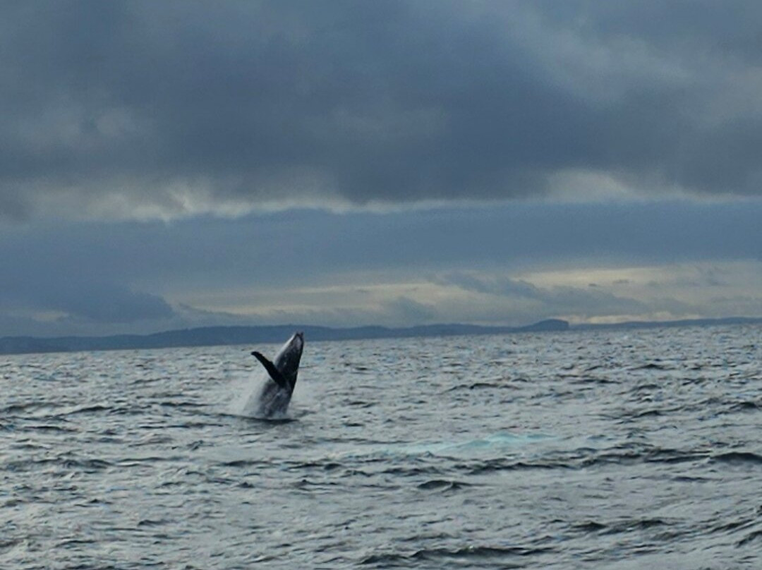 Go Whale Watching Sydney-悉尼必去景点