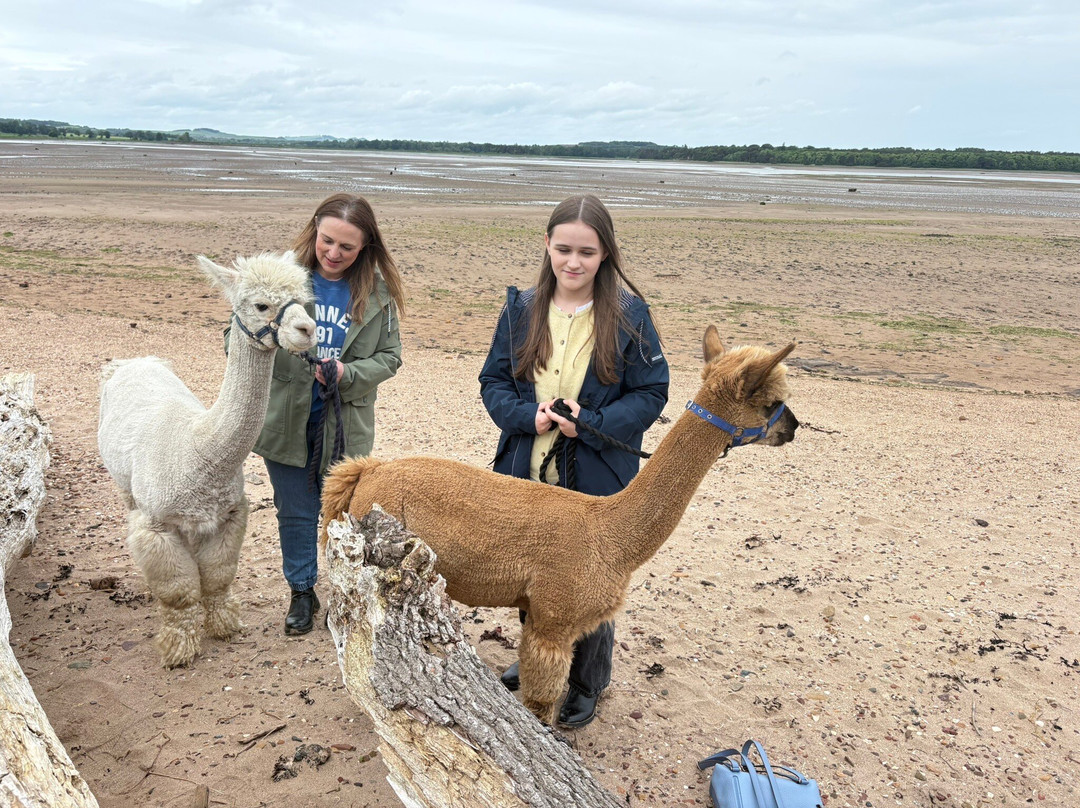 John Muir Alpacas-Dunbar必去景点