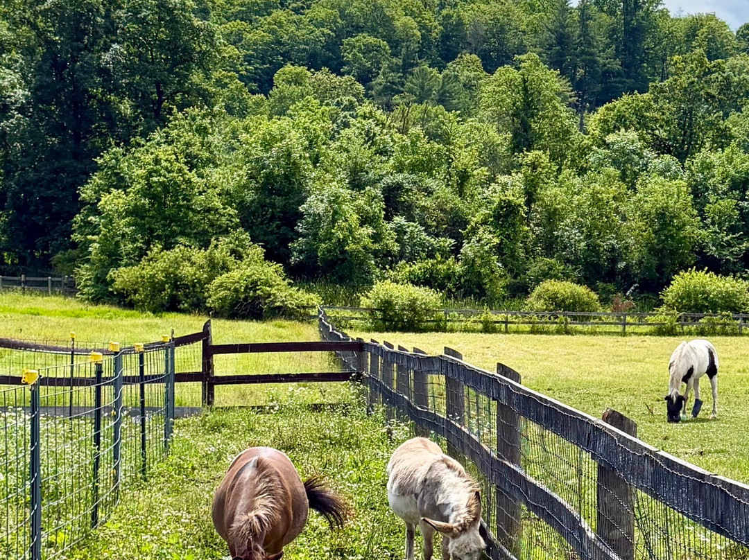 Catskill Animal Sanctuary-Saugerties必去景点