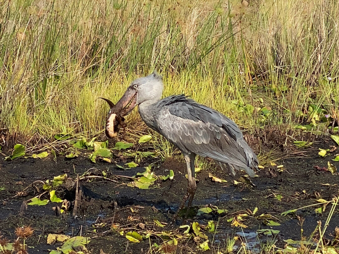 Mabamba Shoebill and Botanical Birding-恩德培必去景点