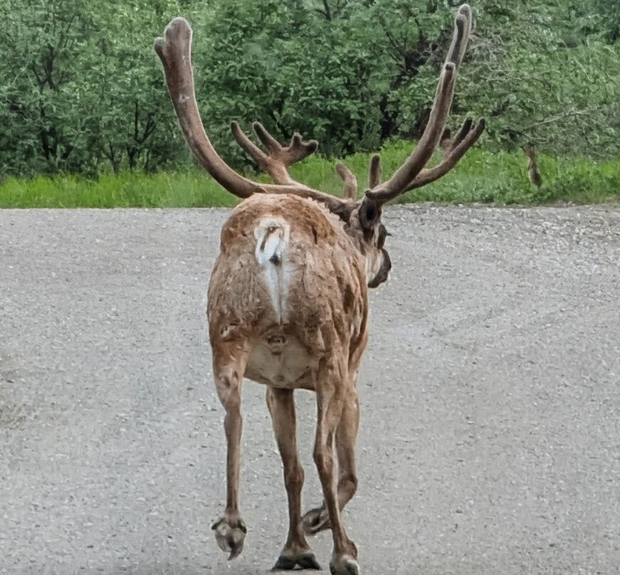 Tundra Wilderness Tour-Denali Park必去景点