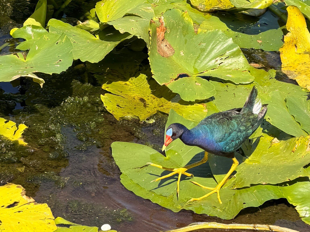 Justin's Jungle Airboat Rides-Umatilla必去景点