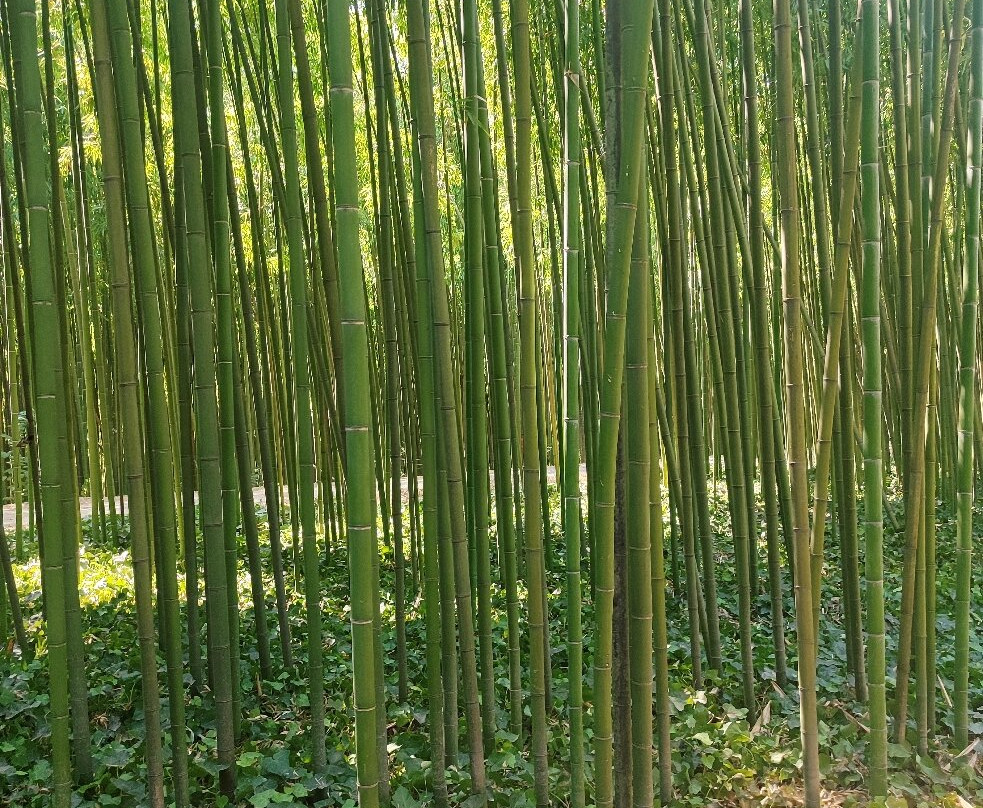 La Bambouseraie En Cévennes-Generargues必去景点