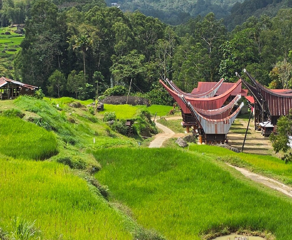 TORAJA TOUR WITH GUIDE SERVICE.-Tana Toraja必去景点