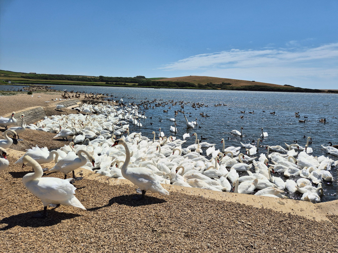 Abbotsbury Swannery-Abbotsbury必去景点