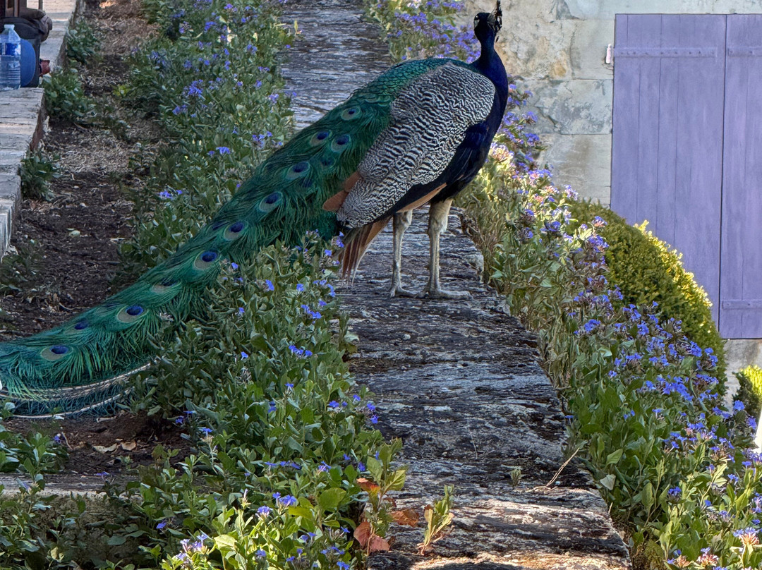 Les Jardins De Marqueyssac-Vezac必去景点