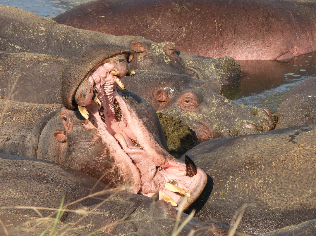 Roy Safaris-阿鲁沙必去景点