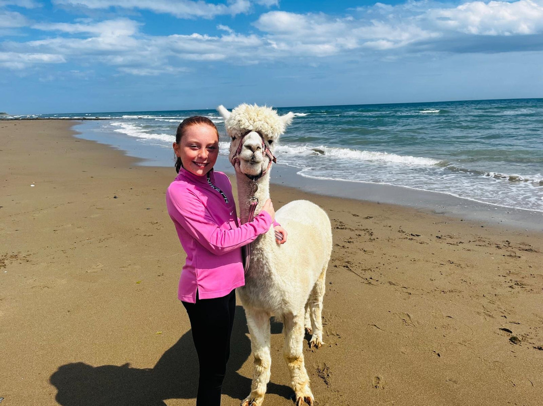 Cranfield Alpacas (alpaca Experiences In The Mournes).