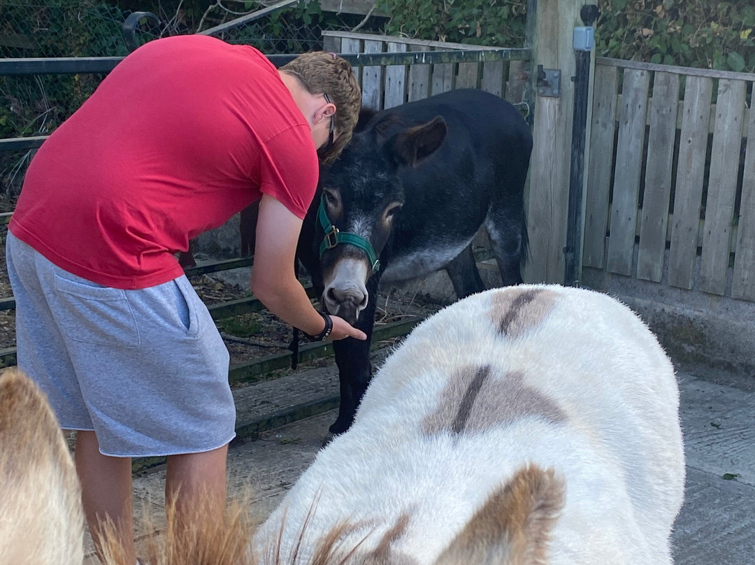 Brockenhurst Donkey Walks-Brockenhurst必去景点