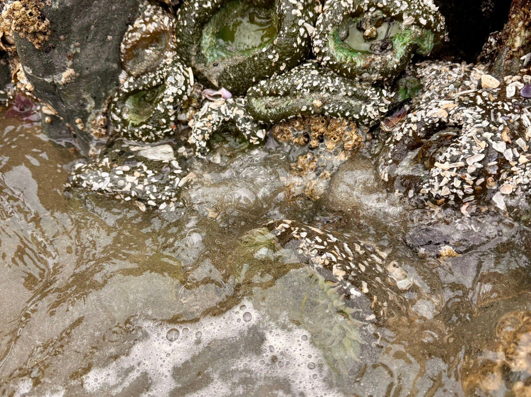 Chesterman Beach-托菲诺必去景点