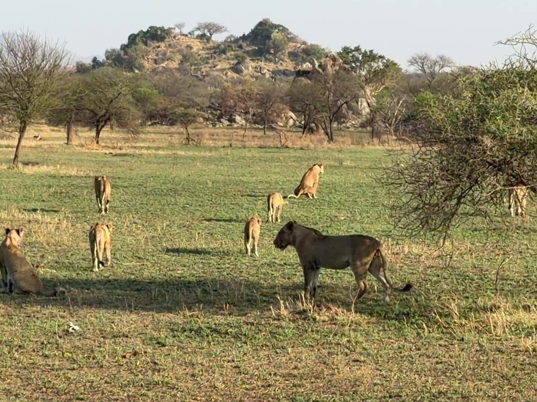 Unlimited Expeditions - The Soul Of Tanzania-阿鲁沙必去景点