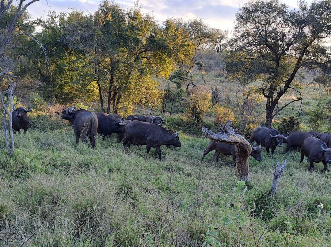 Milima Big 5 Safari Lodge主图