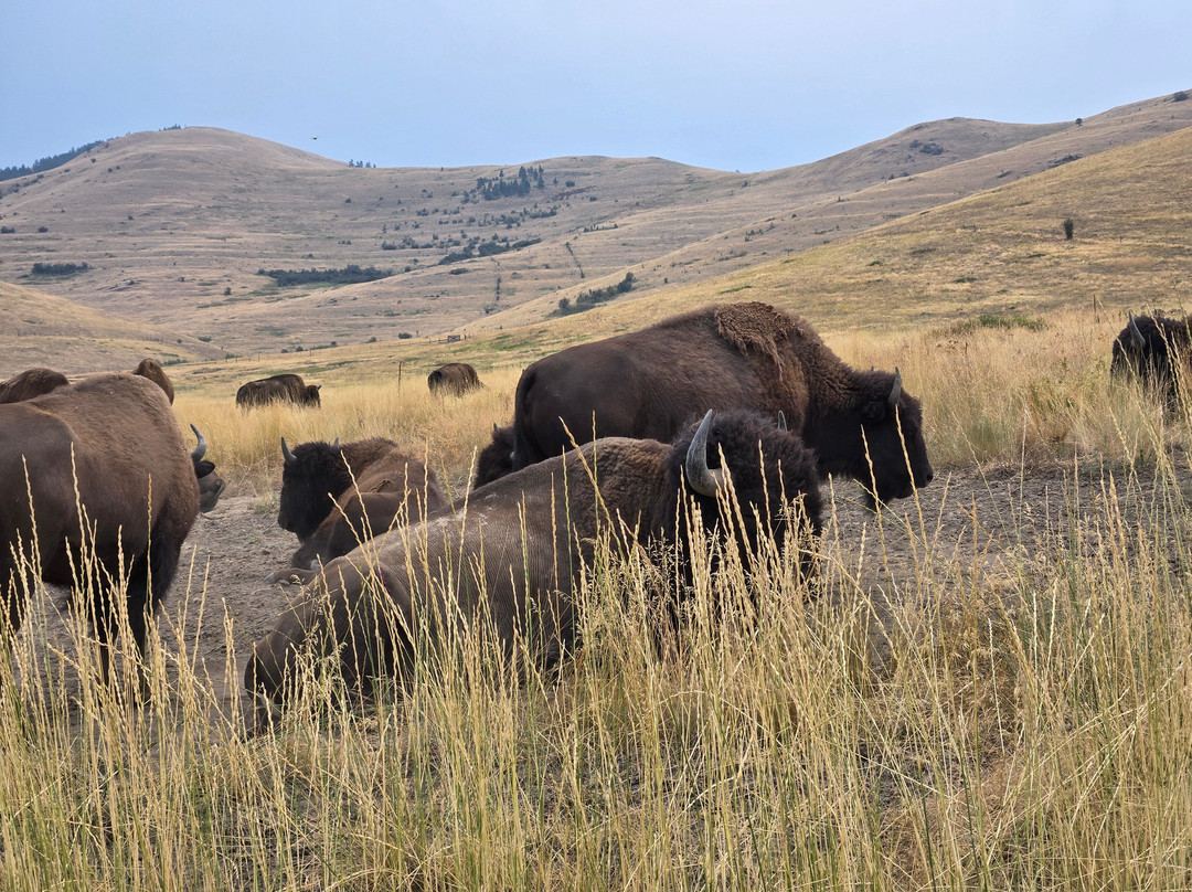 Bison Range-Moiese必去景点