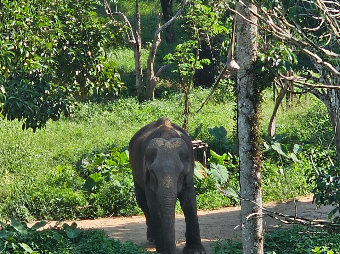 Phuket Elephant Sanctuary-普吉岛必去景点