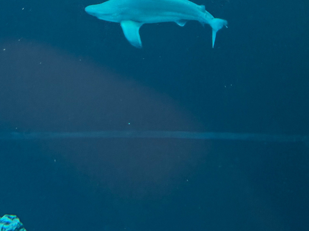 热那亚水族馆-热那亚必去景点