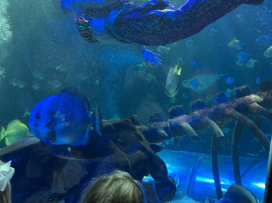 SEA LIFE Hunstanton-Hunstanton必去景点