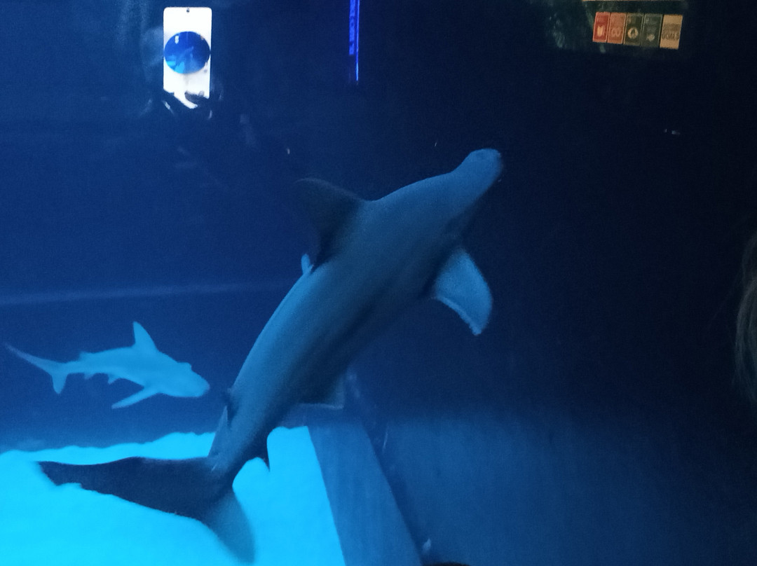 热那亚水族馆-热那亚必去景点