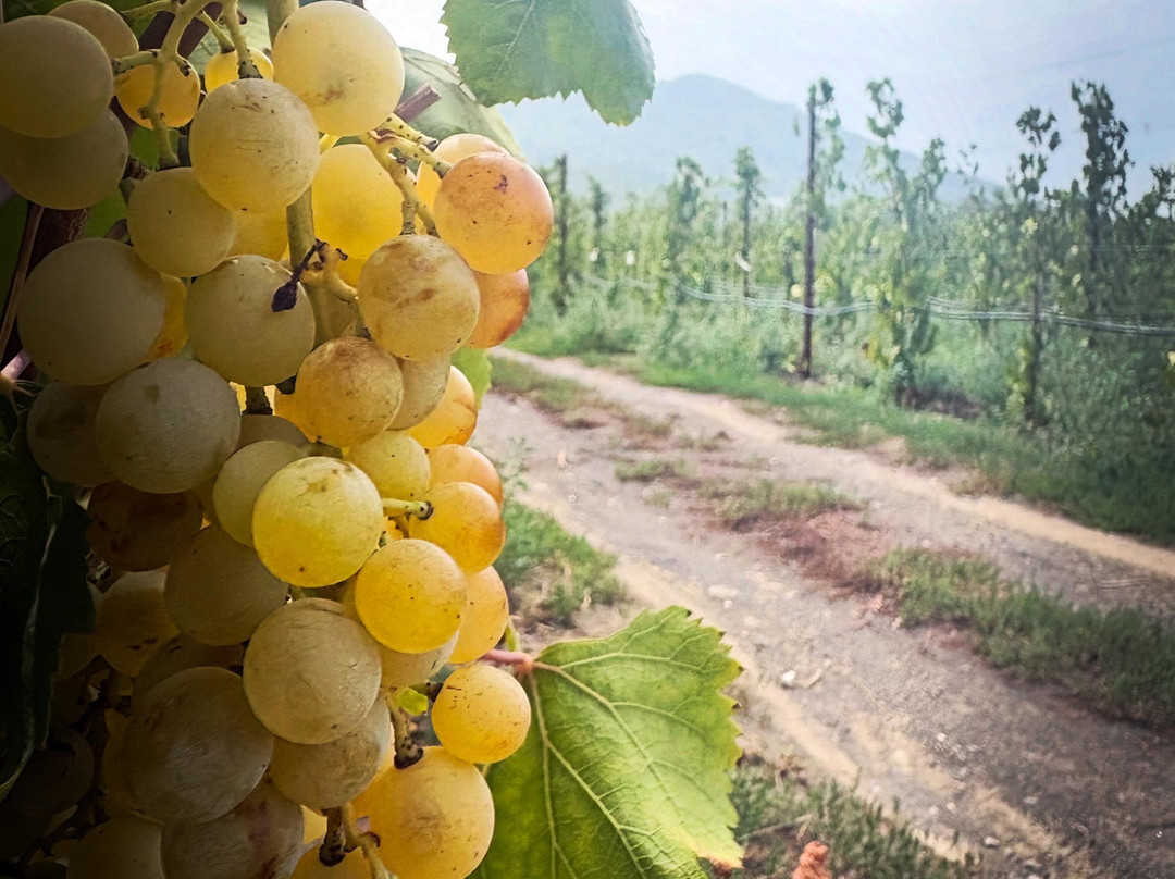 Cantine Olivella-Sant'Anastasia必去景点