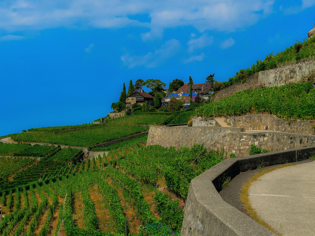 Lavaux Vineyard Terraces-居利必去景点