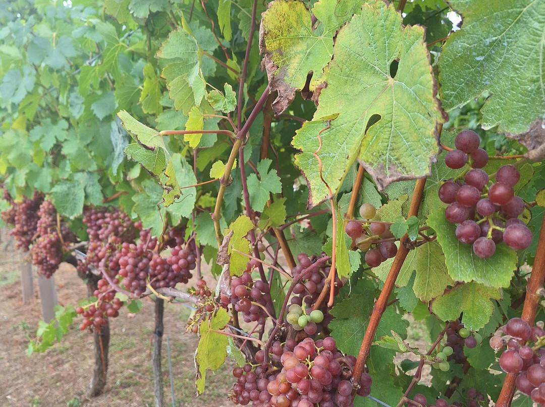 Biddenden Vineyards-Biddenden必去景点