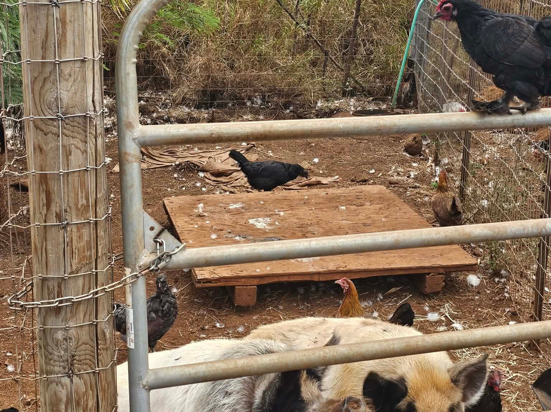 Maui Animal Farm-拉海纳必去景点